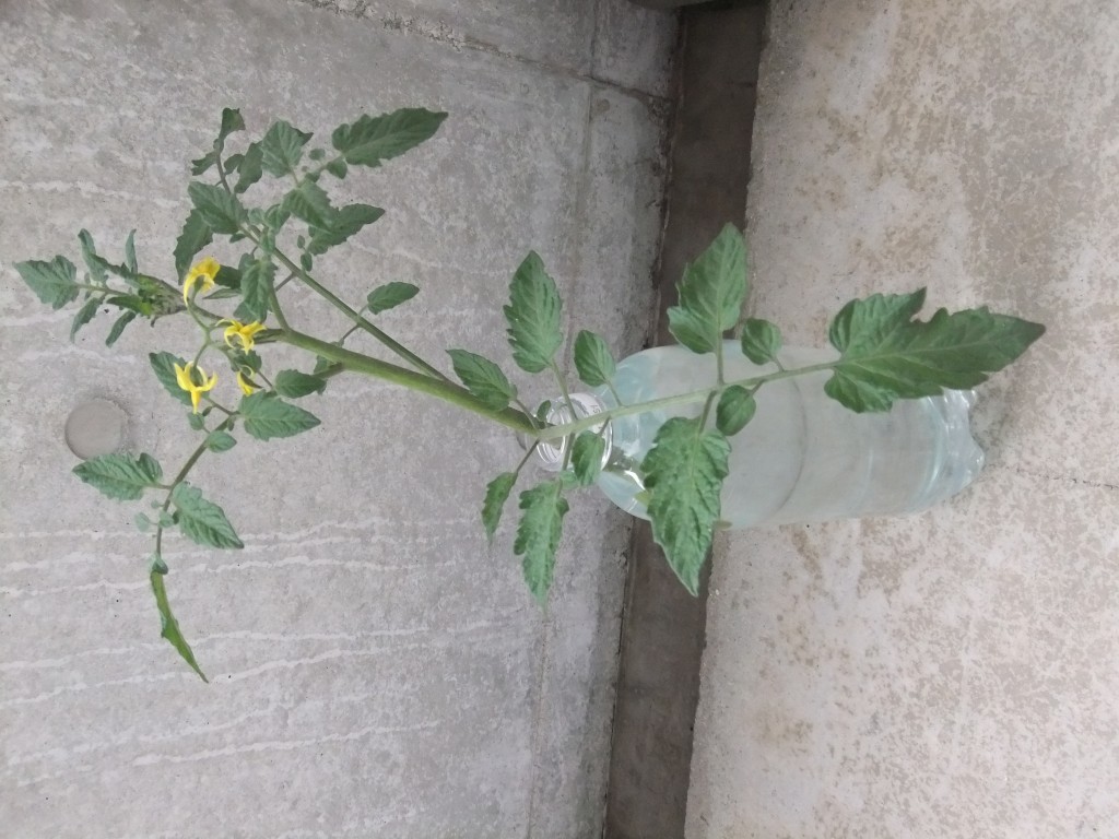 今日の大牟田は一日梅雨空でした…のイメージ画像