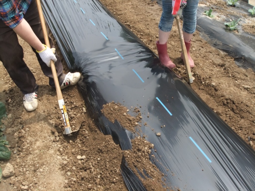 農業体験プログラムの開催ですっヾ(o´∀｀o)ﾉﾜｧｰｨ♪のイメージ画像