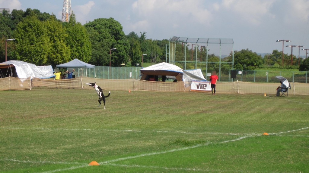 就労訓練の合間にリフレッシュ！！フリスビードッグ大会を見学してきました☆のイメージ画像