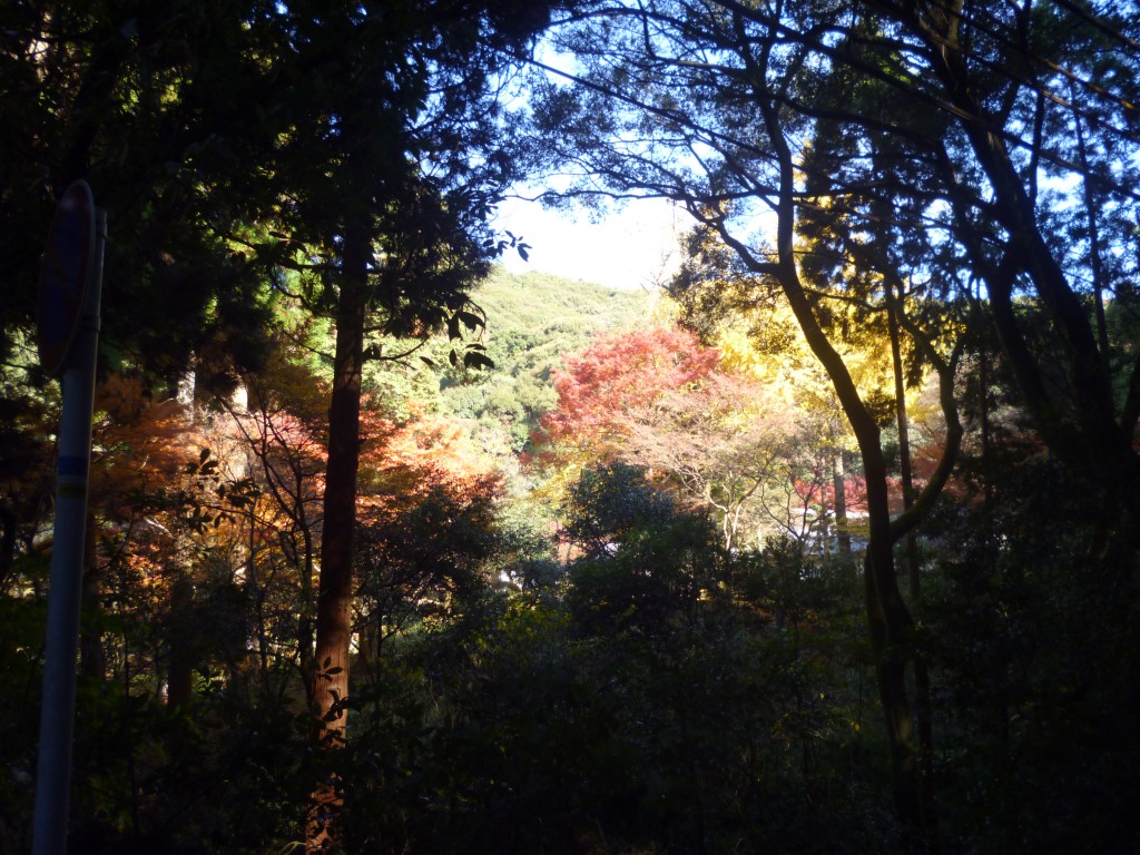 紅葉狩りウォーキングでリフレッシュ♪のイメージ画像