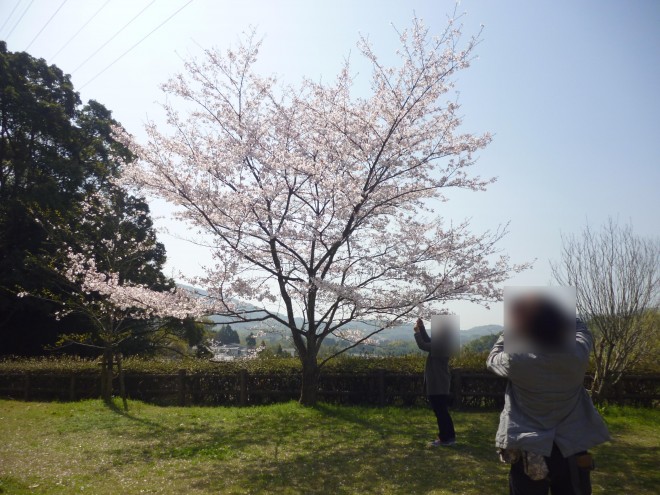 桜を見に行こう！ウォーキング