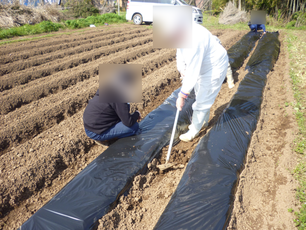 新規就農された農家さんのお手伝いに行きましたっ！のイメージ画像