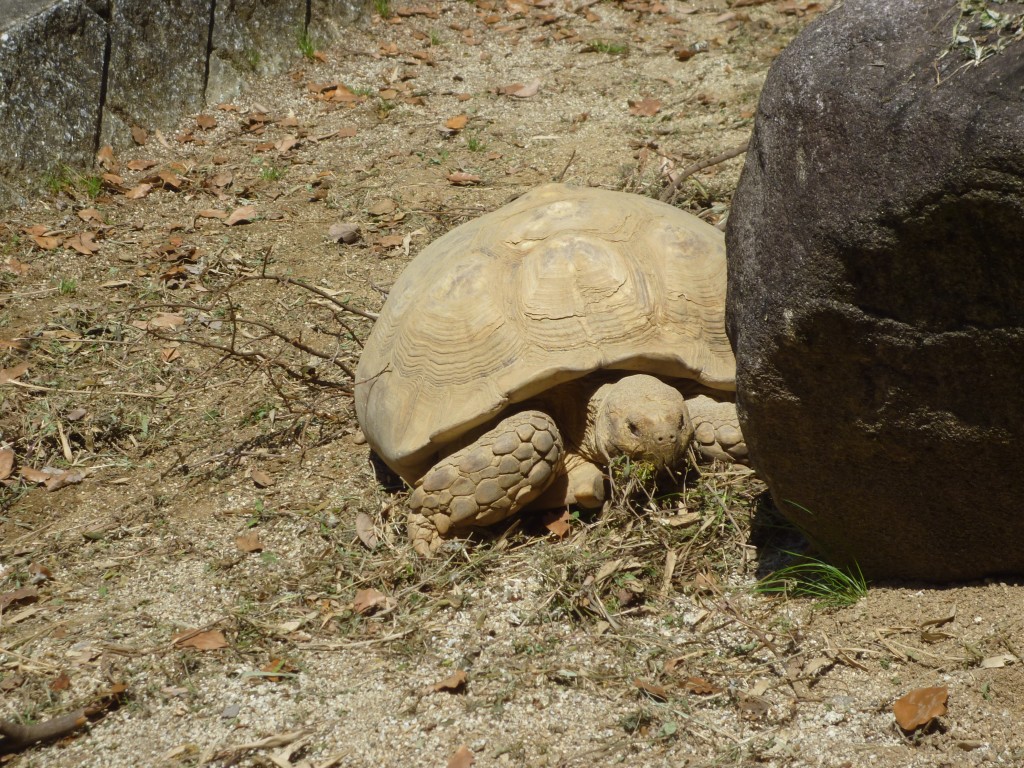 春の動物園を訪ねてみよう★のイメージ画像