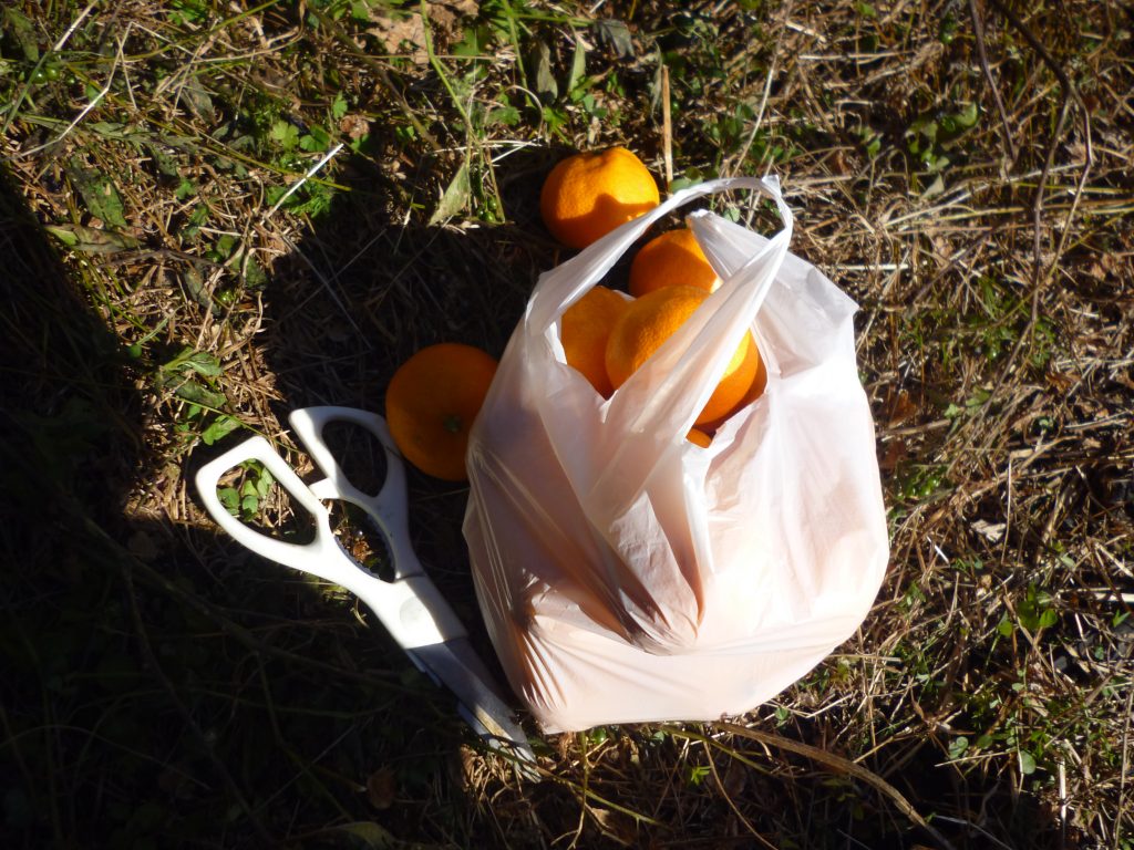 上内の橘香園に職場体験に出かけました🍊のイメージ画像