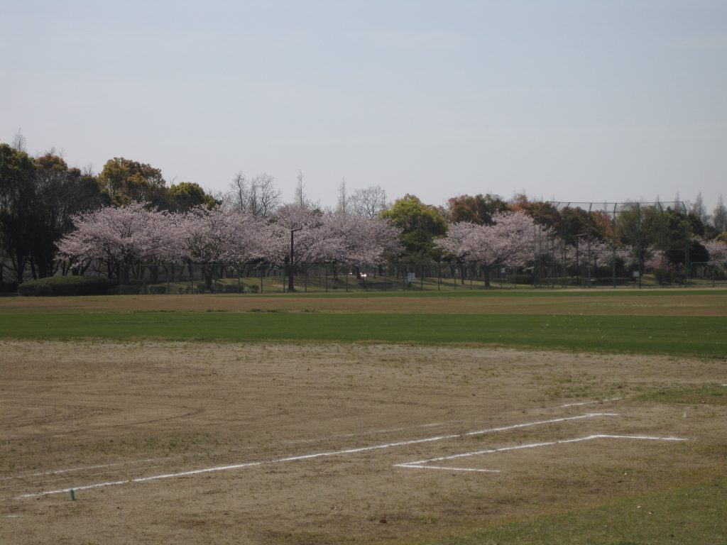 満開の桜に癒されて🌸春の体力向上ウォーキングのイメージ画像