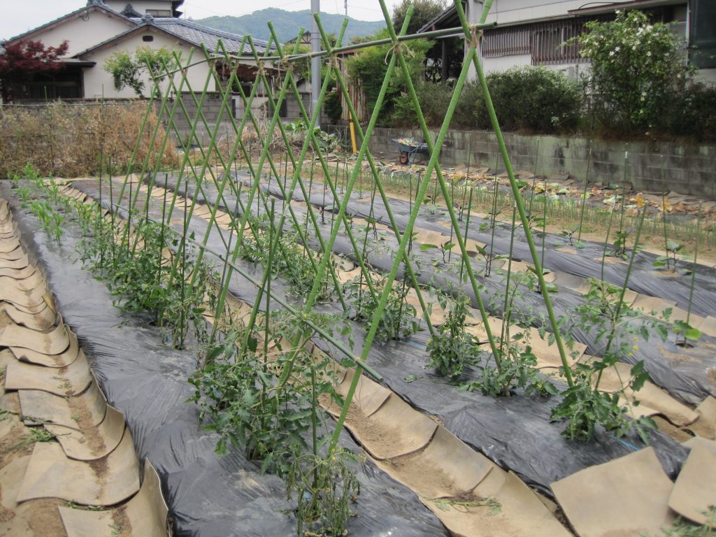 厳しい暑さの中でしたが、農業体験プログラムを開催しましたよ★のイメージ画像