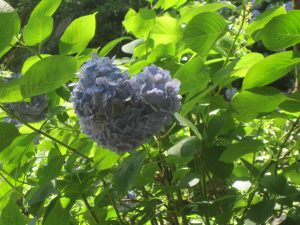 体力向上企画❀紫陽花を見に行こう