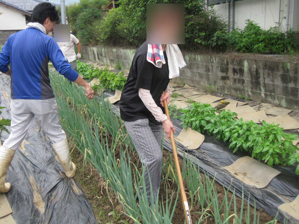 夏の暑い中、汗をふきふき農業体験っ💦のイメージ画像