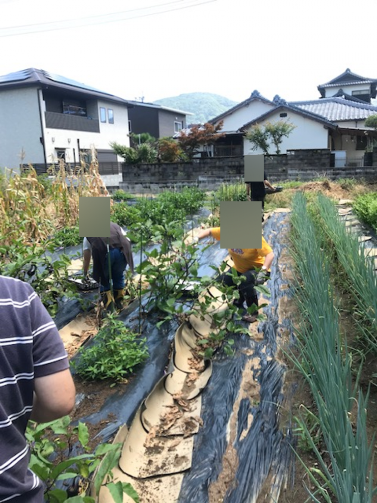 猛暑に負けず（？）農業体験プログラム開催です☀のイメージ画像