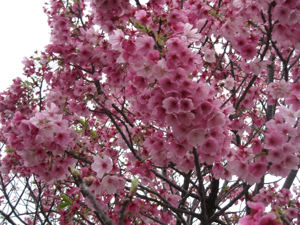 大牟田市🌸花見名所巡りツアーを開催しました！のイメージ画像