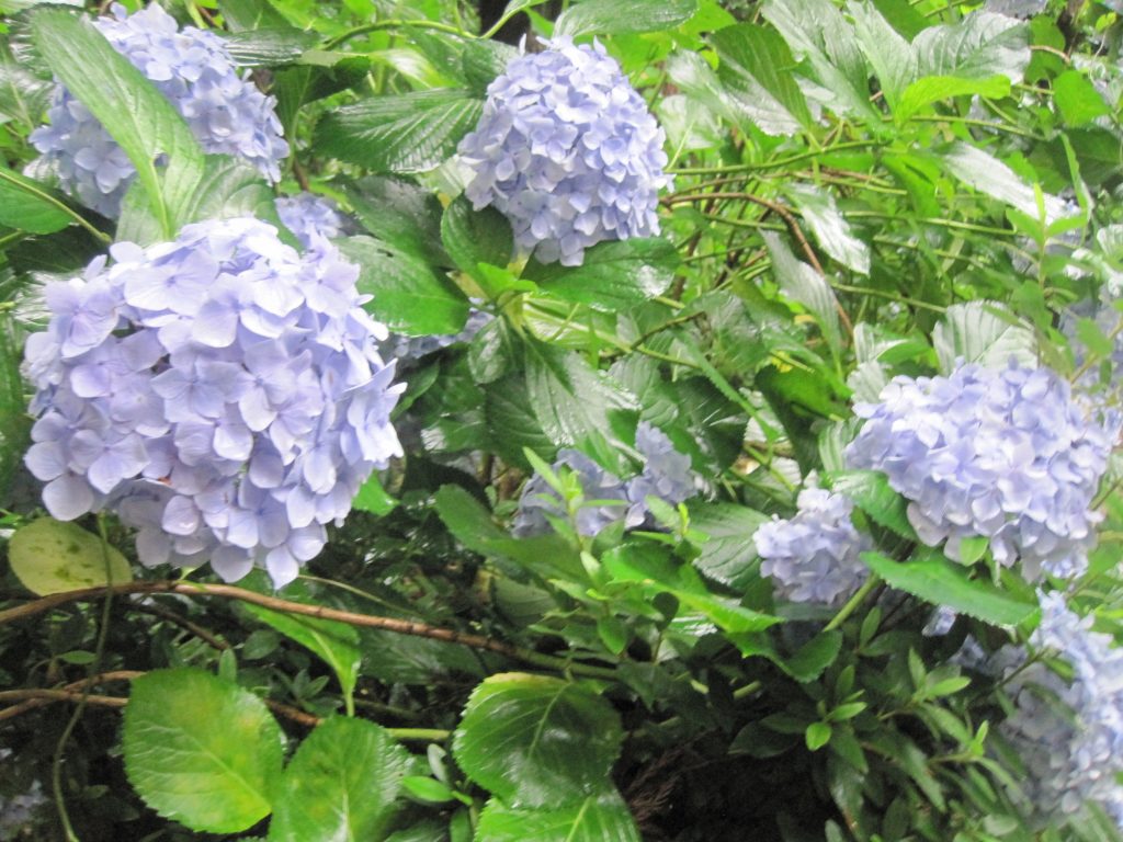 紫陽花を見てリフレッシュ＆体力向上🌼のイメージ画像