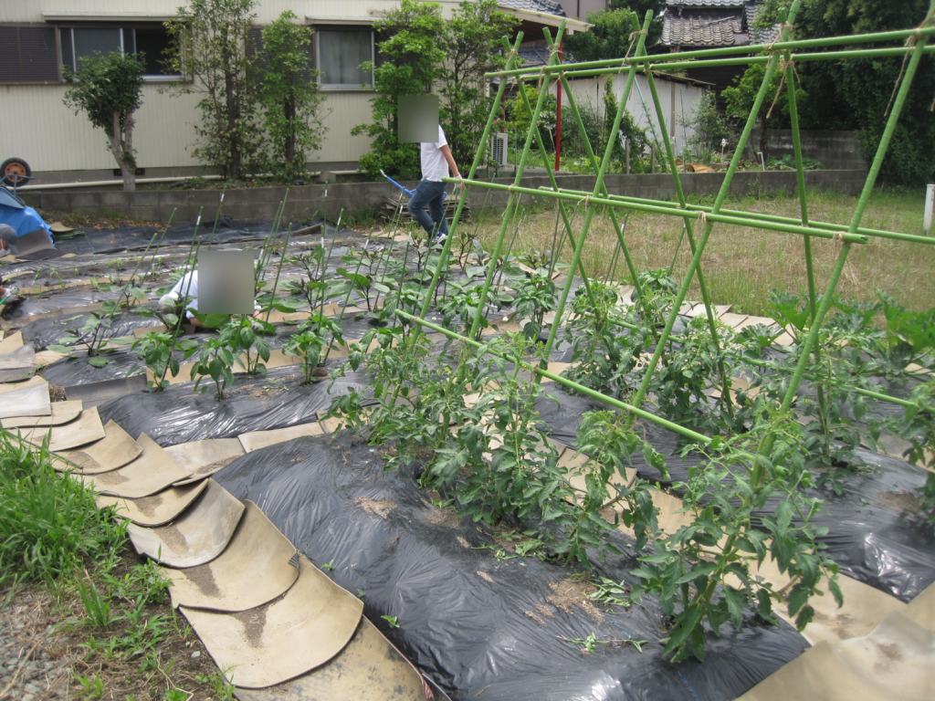 梅雨入り後の農業体験っ💪のイメージ画像