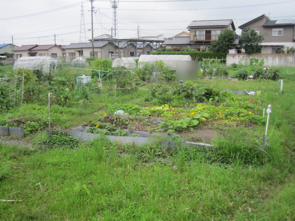 大雨後、初の農業体験を開催しました！のイメージ画像