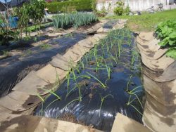 気持ちの良い秋晴れのもとティオ恒例の農業体験プログラム開催☀のイメージ画像