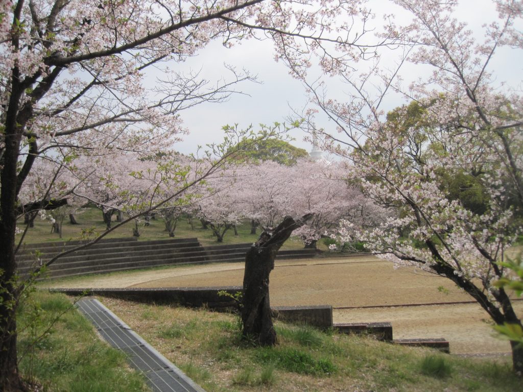 桜を見ながらウォーキング♪のイメージ画像