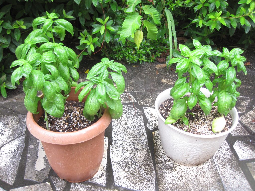 この植物は何でしょう～かっ？？？のイメージ画像