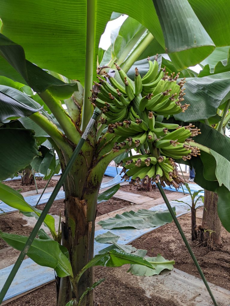 バナナ農作業のご紹介🍌のイメージ画像