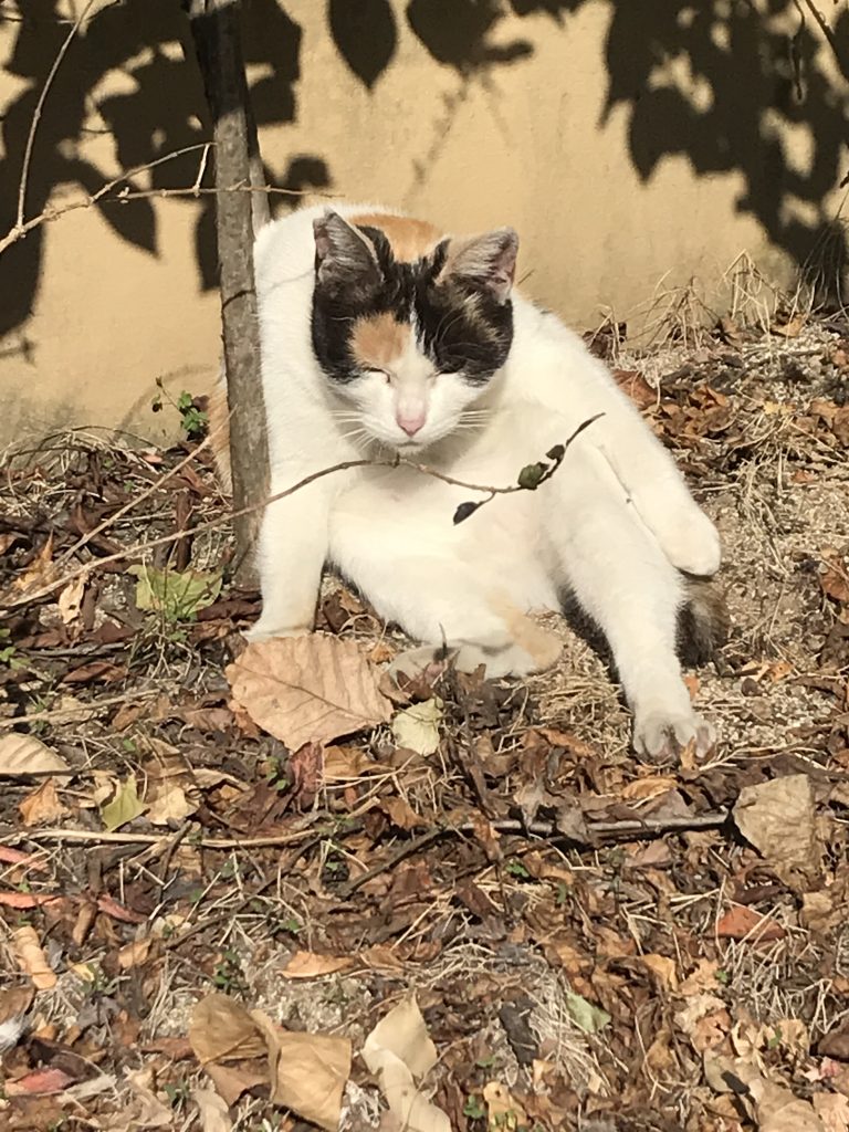 ティオ築町のかわいい主です🐈のイメージ画像