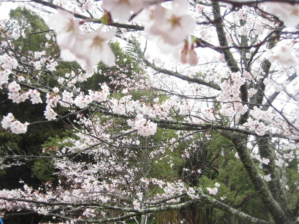 雨にも負けず！綺麗な桜を鑑賞しました🌸のイメージ画像