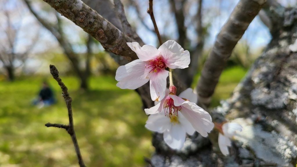 お花見をしよう♪のイメージ画像