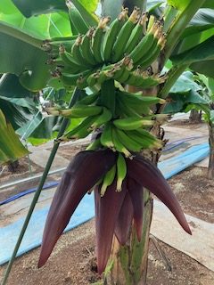 ジュリエットバナナを見に行きましたよ🍌のイメージ画像