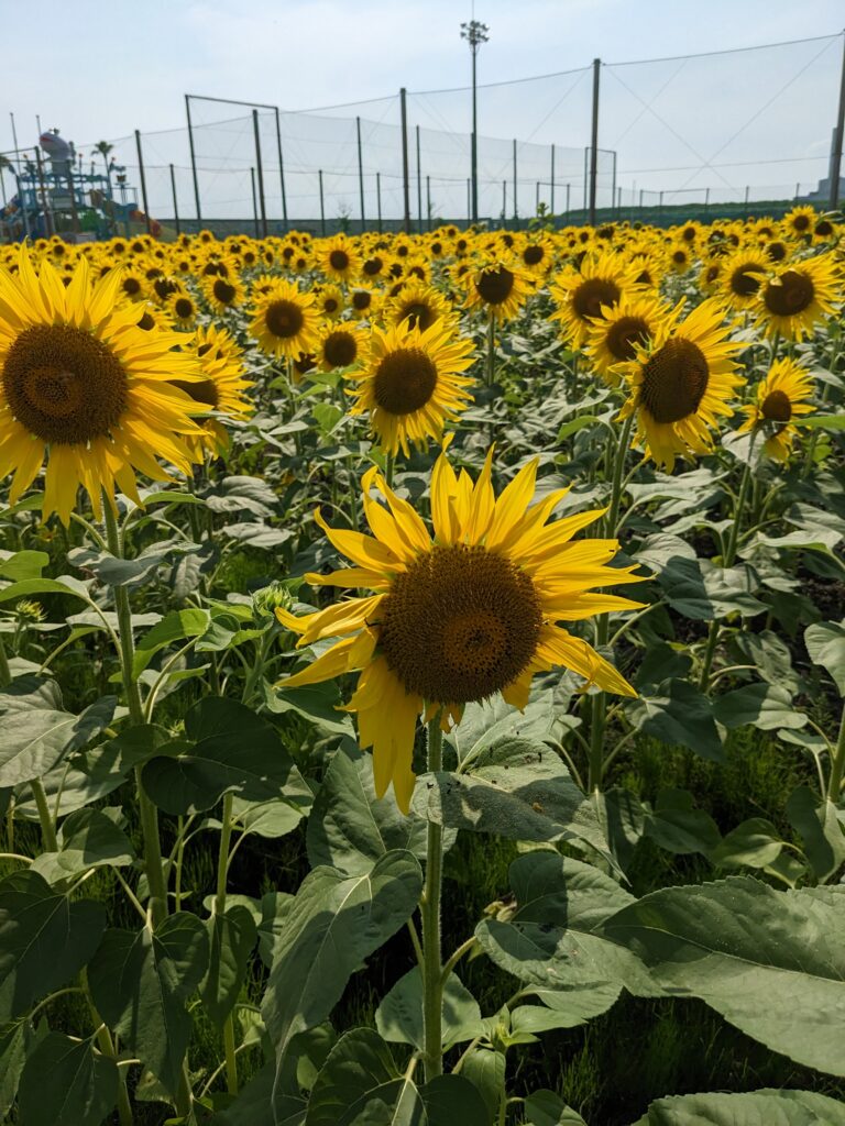 🌻満開のひまわりです🌻のイメージ画像