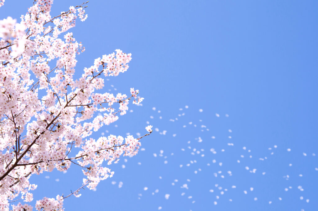 桜の開花情報🌸のイメージ画像