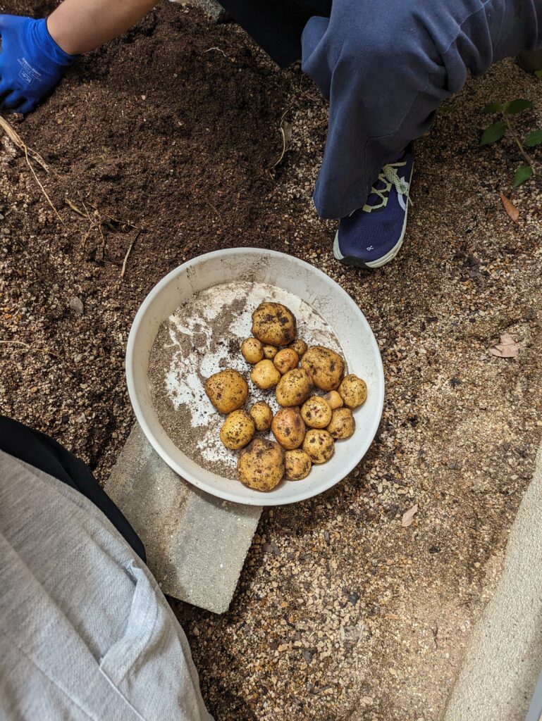 収穫の後は🥔✨のイメージ画像