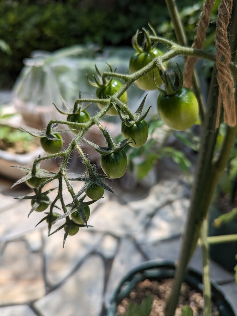 🍅ミニトマトの病気対策🍅のイメージ画像