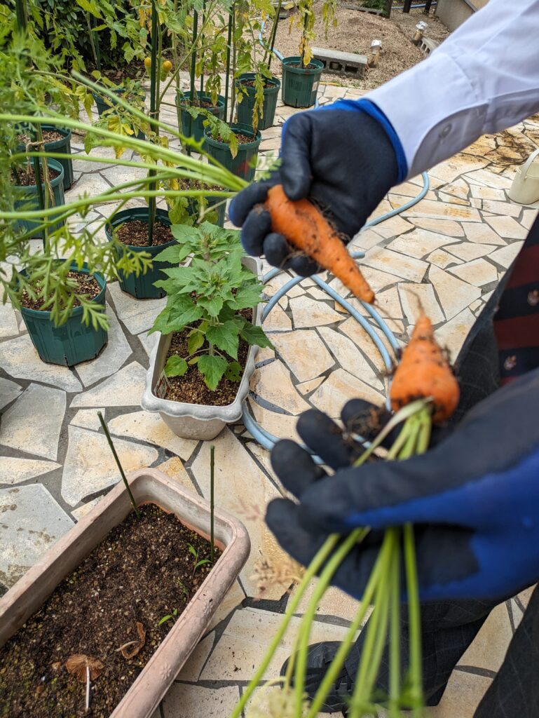 人参を収穫しました🥕のイメージ画像