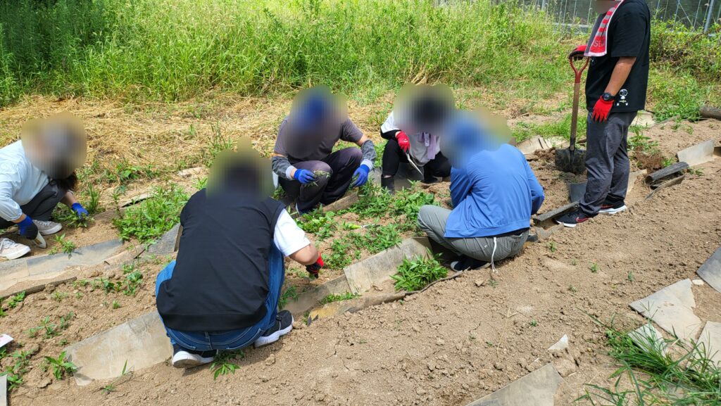 猛暑ですが畑の野菜はいかに…？？のイメージ画像