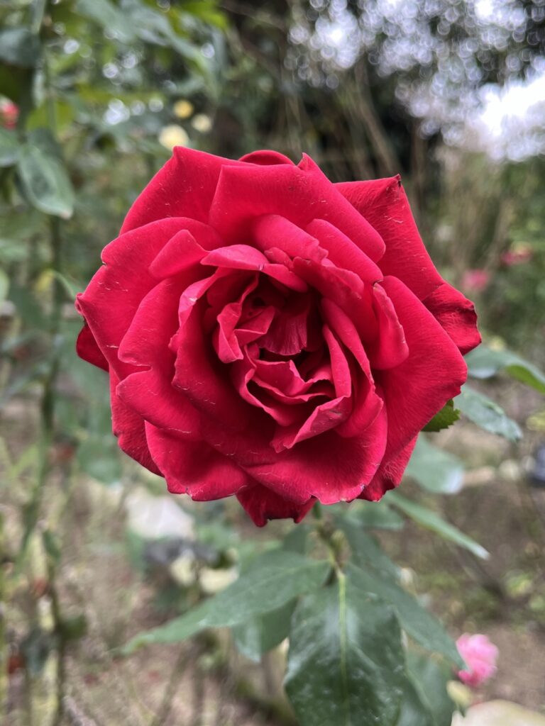 久留米のバラ園にお邪魔しました🌹✨のイメージ画像