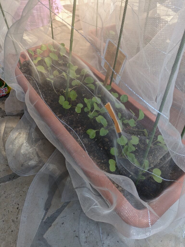 順調に成長中🌱のイメージ画像