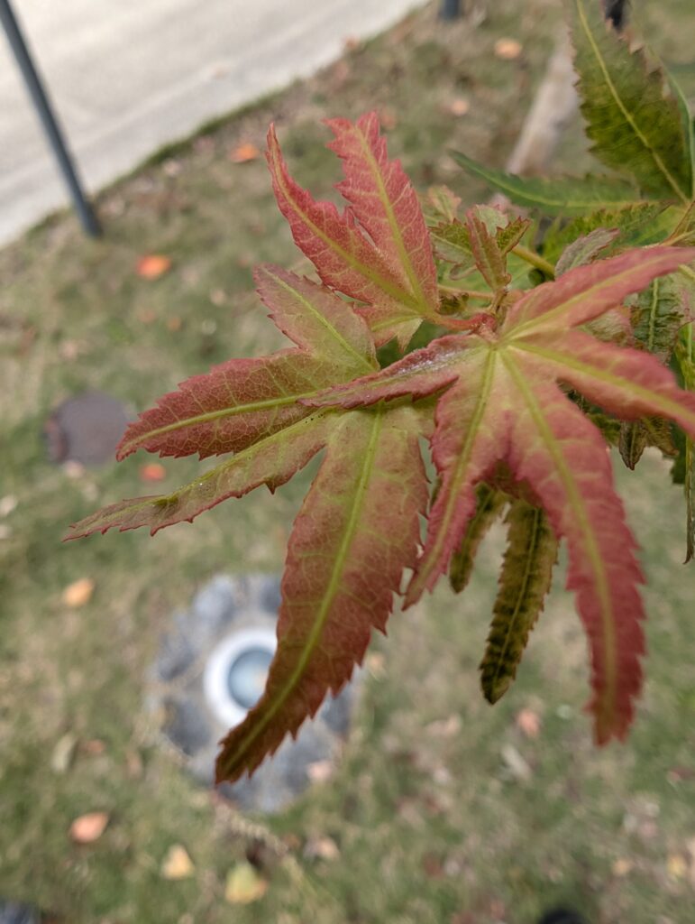 花の名は。のイメージ画像