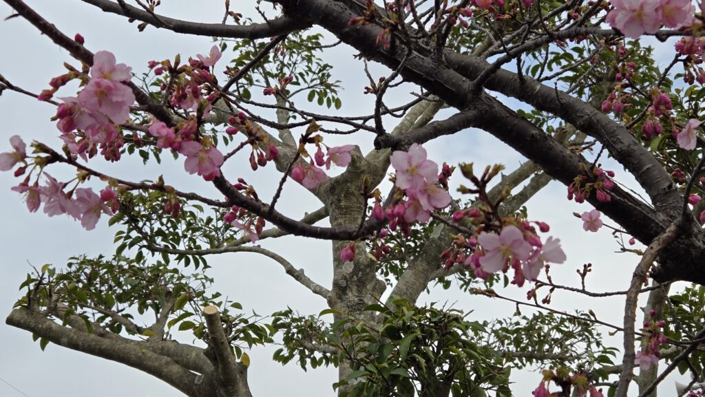 春の訪れを感じました🌸のイメージ画像