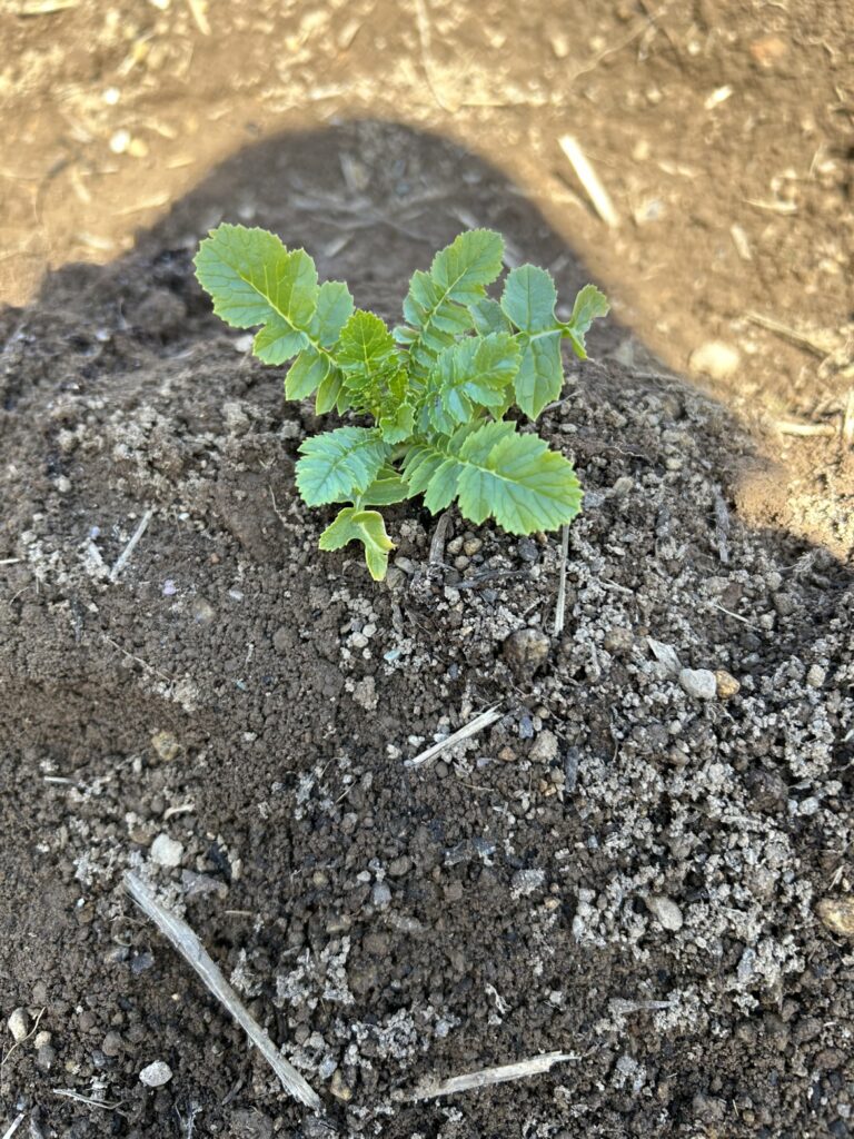 農業体験を行いました🌱のイメージ画像