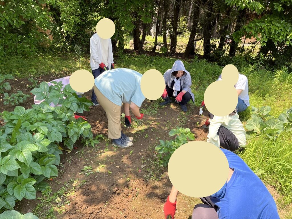 現在の畑の様子です☀のイメージ画像