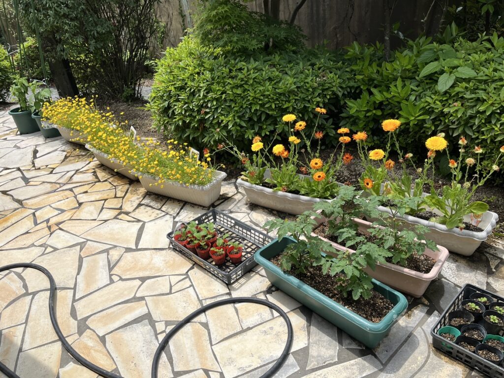 勝手に花の鑑賞会です🌸のイメージ画像