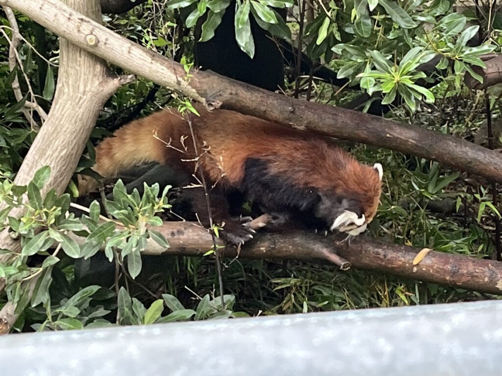 大牟田市動物園を訪ねました🐇のイメージ画像