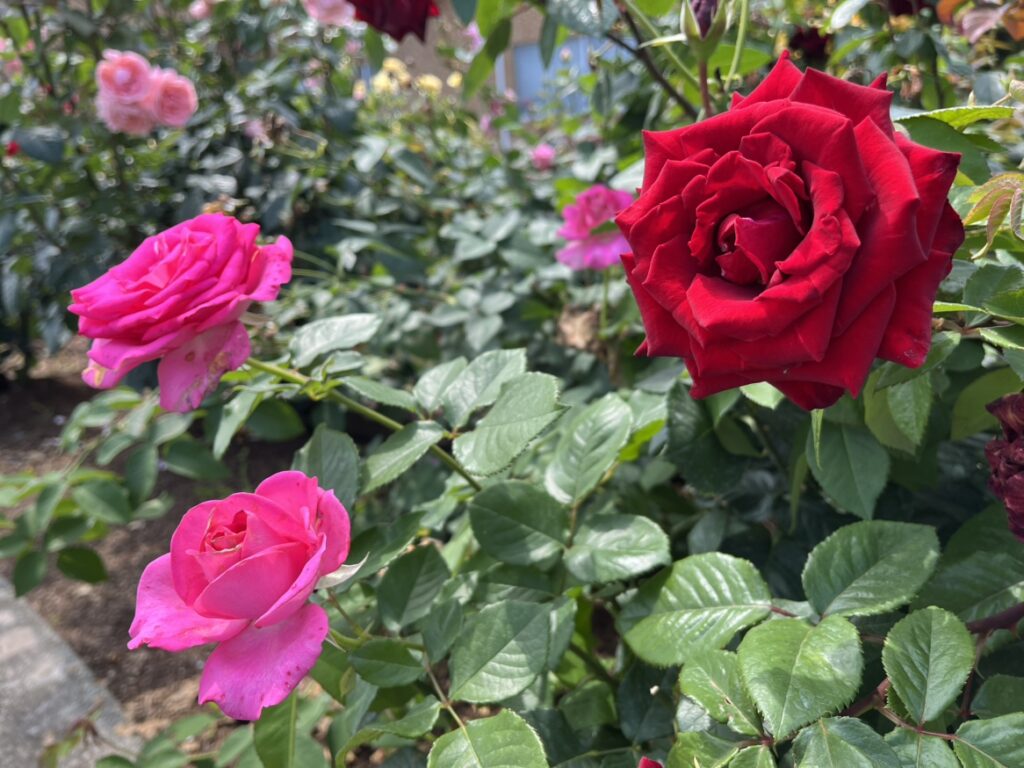 荒尾市の綺麗な花壇をご紹介です🌹のイメージ画像