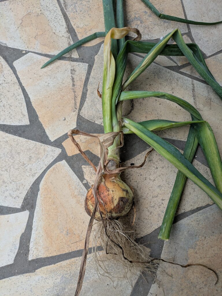 農業日記🥬のイメージ画像