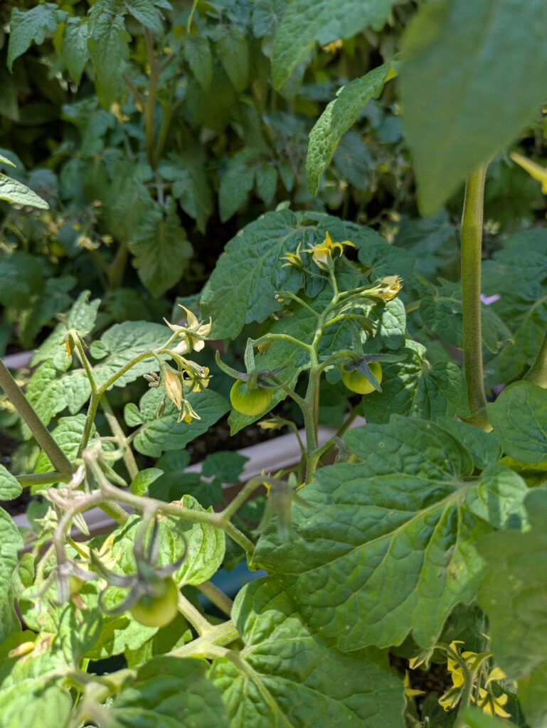 農業日記🍅のイメージ画像