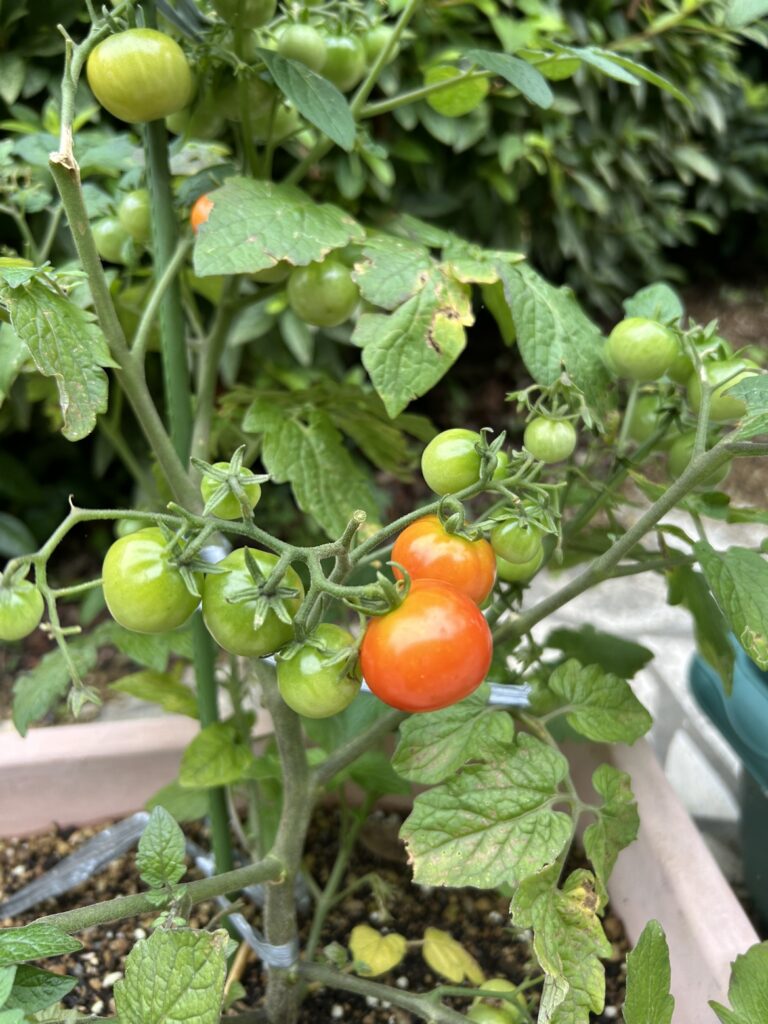 蒸し暑さに負けない身体を作ろう🍅のイメージ画像