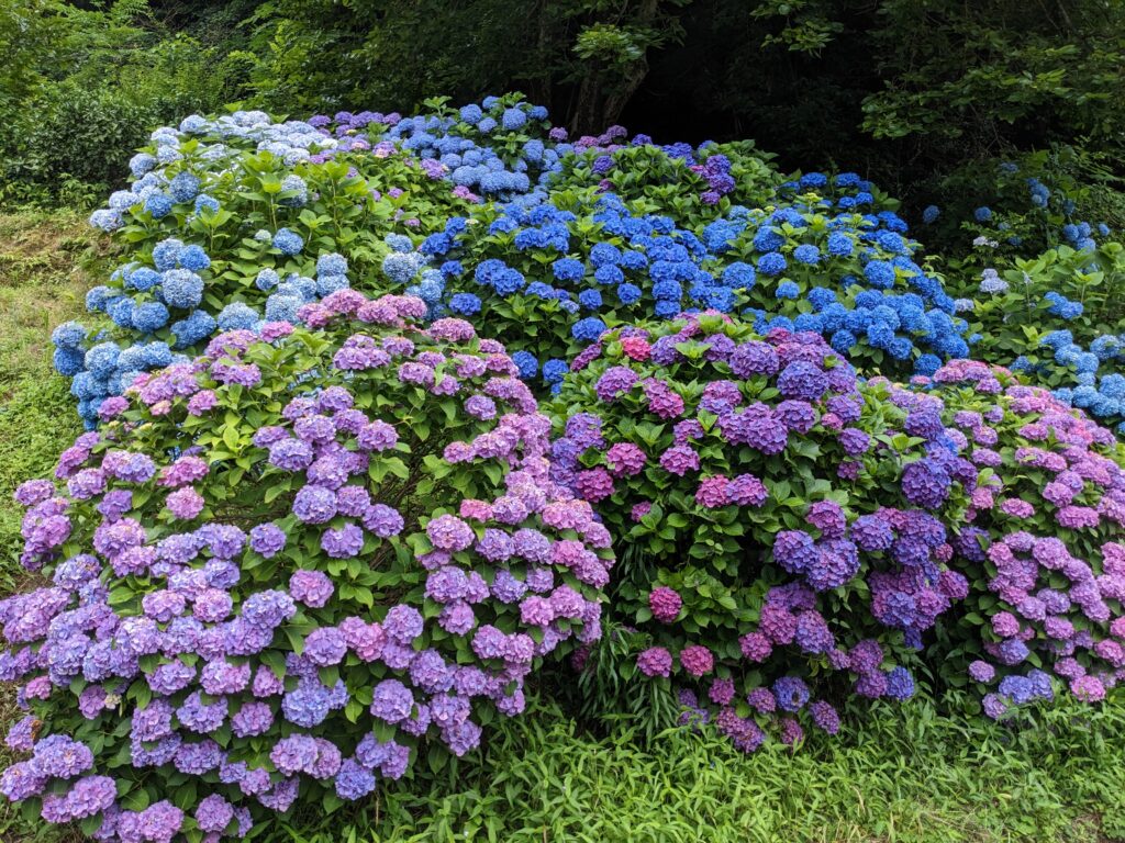 ✾紫陽花が見頃です✾のイメージ画像