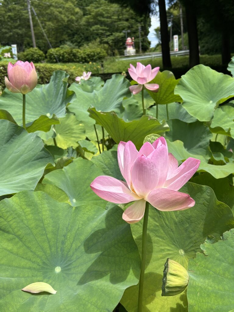鹿央里やま花めぐりに行って来ました🌻のイメージ画像