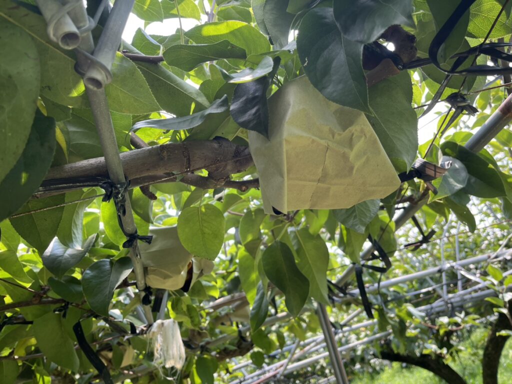 荒尾の本田観光梨園にお邪魔しました🍐✨のイメージ画像