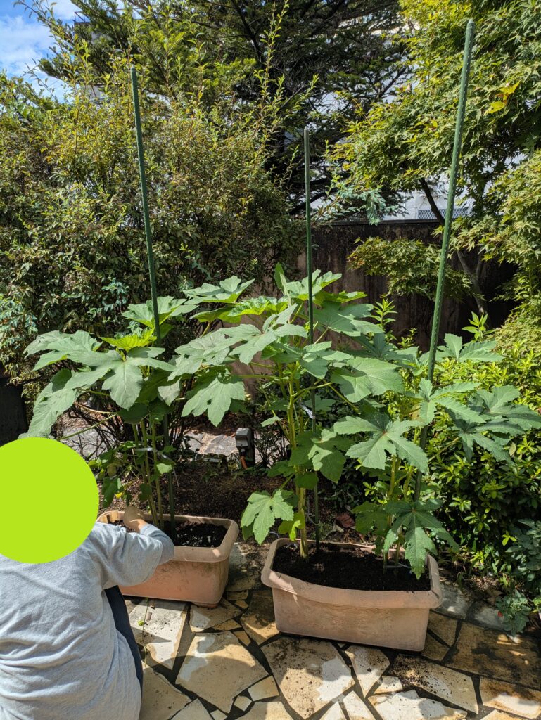 ✿オクラの実がなりました✿のイメージ画像