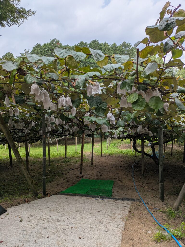 キウイ狩りに行きました🥝のイメージ画像