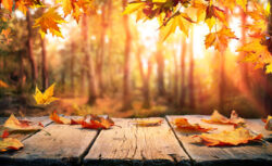 ●●の秋🍂のイメージ画像