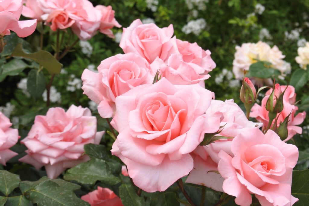 誕生花。のイメージ画像